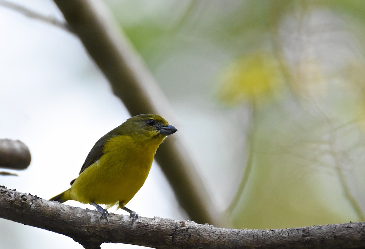 Thick-billed Euphonia - ML26365791