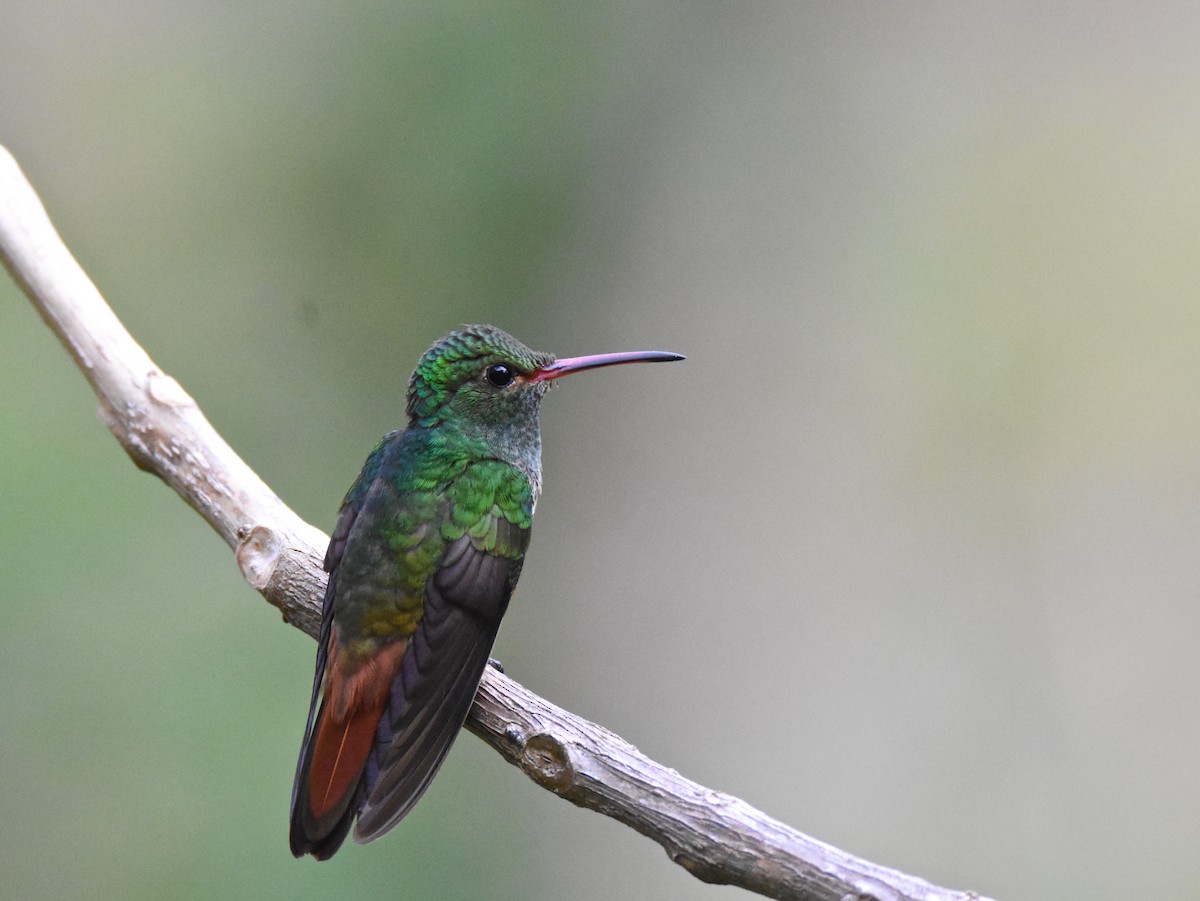 Rufous-tailed Hummingbird - ML26365801