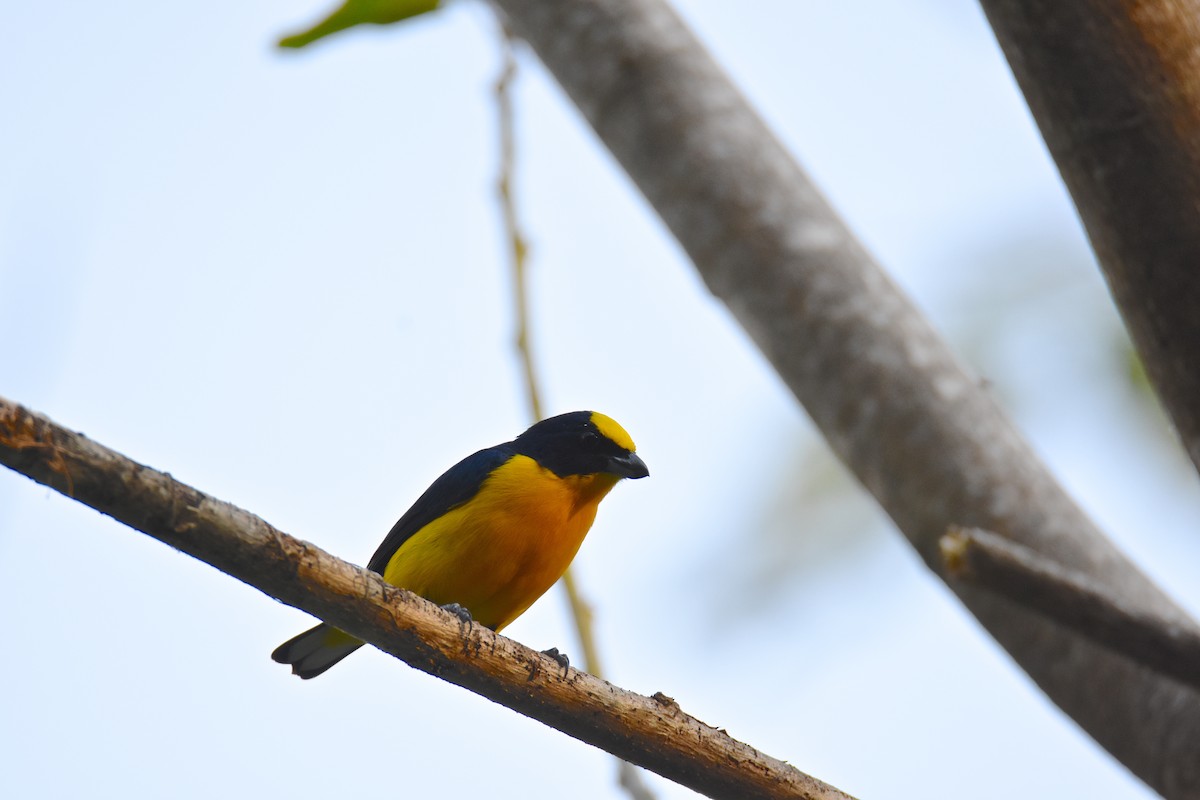 Thick-billed Euphonia - ML26365811