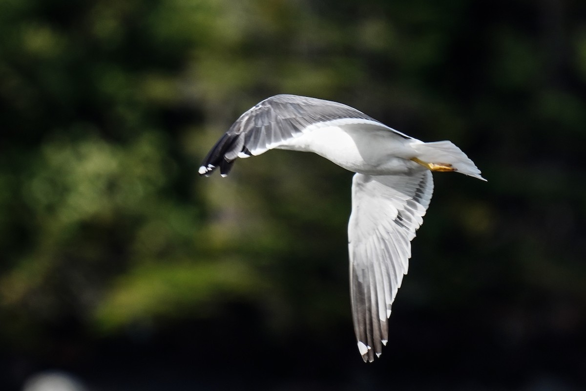 Lesser Black-backed Gull - ML263658291