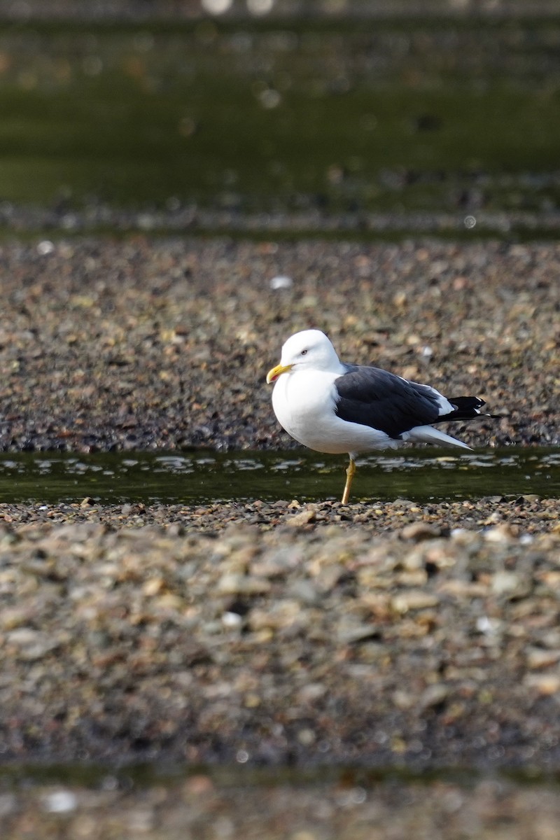 Lesser Black-backed Gull - ML263658301