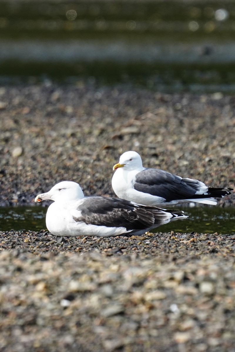 Lesser Black-backed Gull - ML263658311