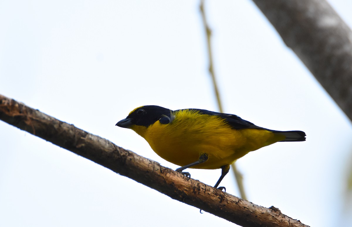 Thick-billed Euphonia - ML26365861