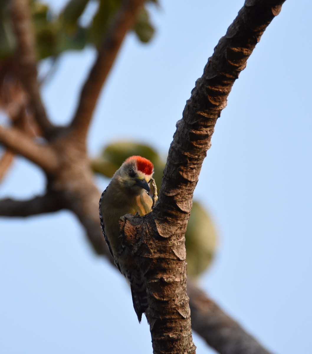 Red-crowned Woodpecker - ML26365921