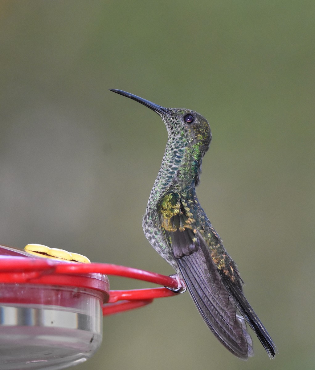 Colibrí de Buffon - ML26365941