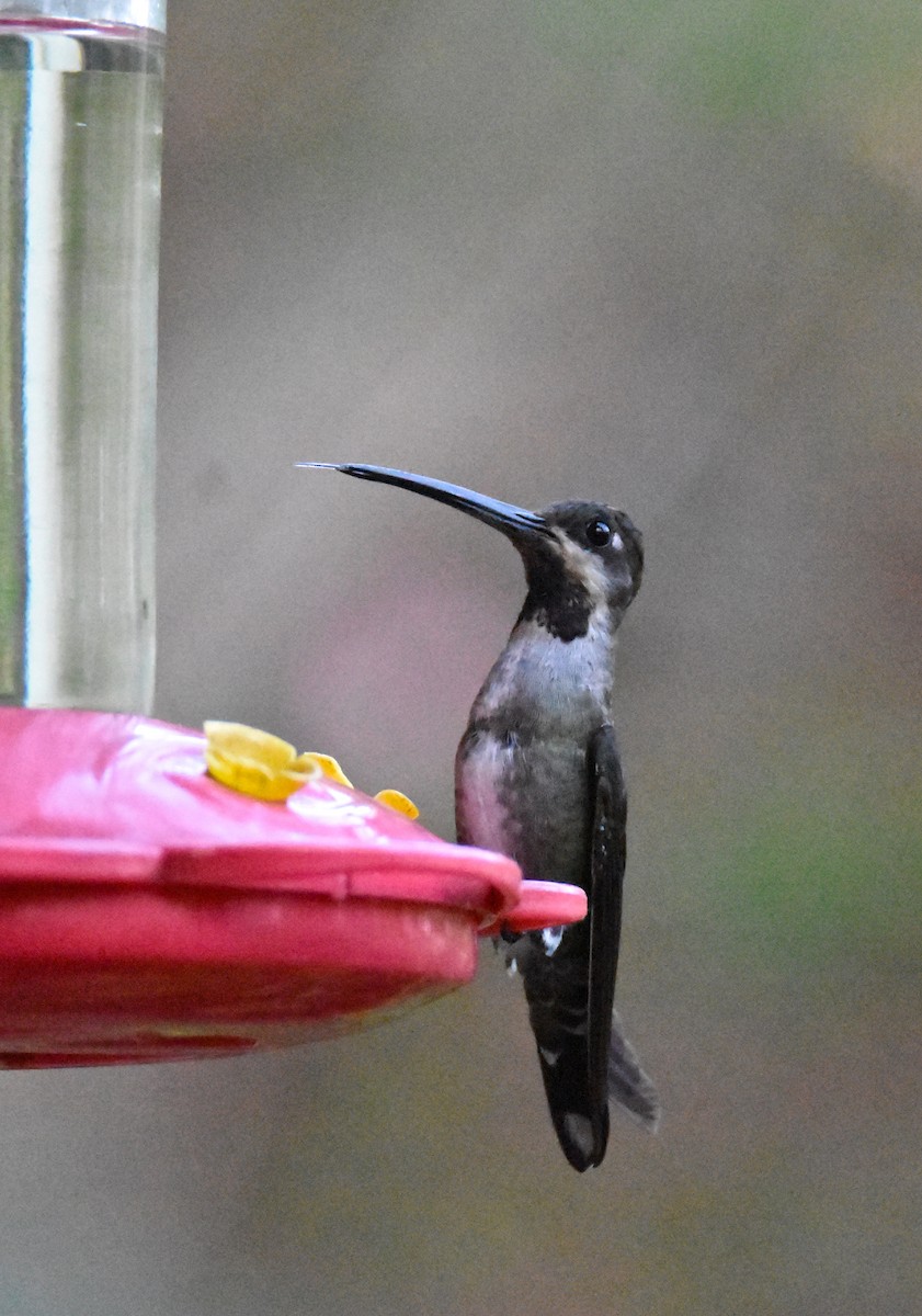 Long-billed Starthroat - ML26365991