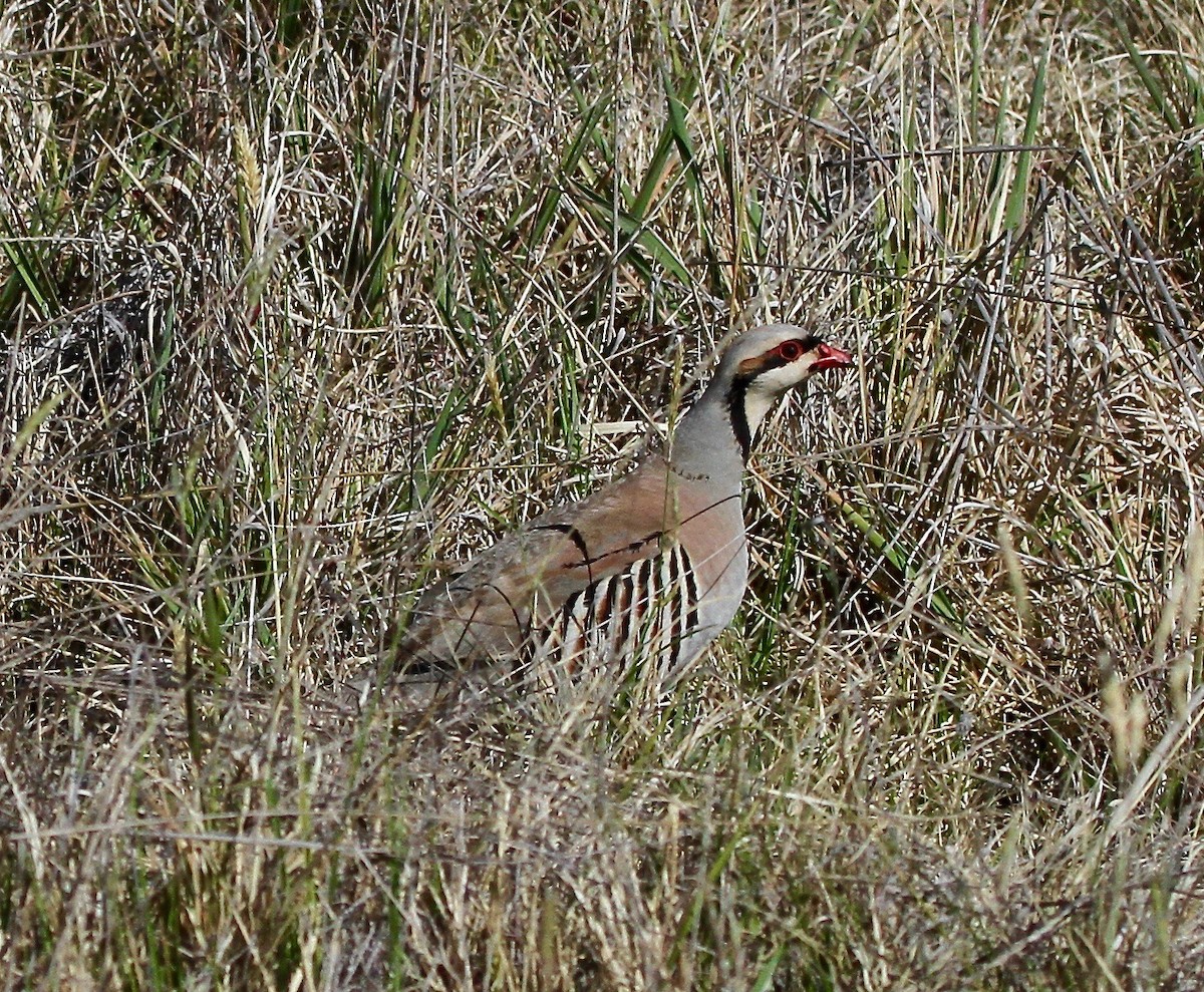 Chukar - Sherman  Wing