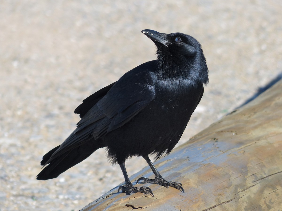 Fish Crow - ML26366121