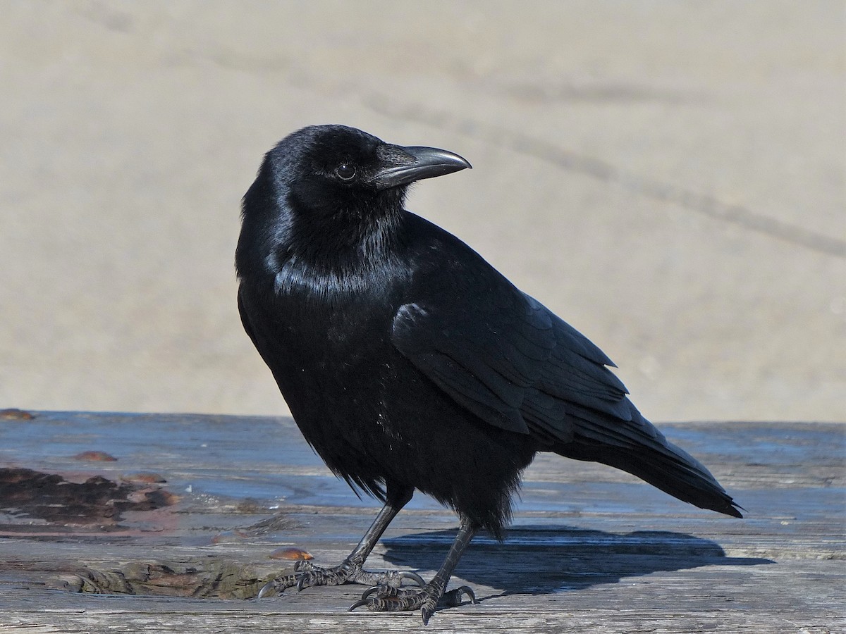 Fish Crow - ML26366131