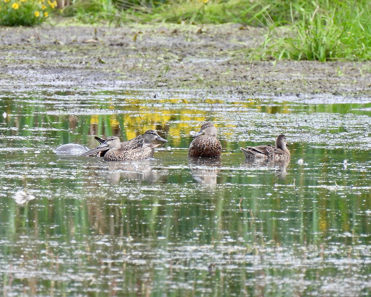 Blue-winged Teal - ML263664291