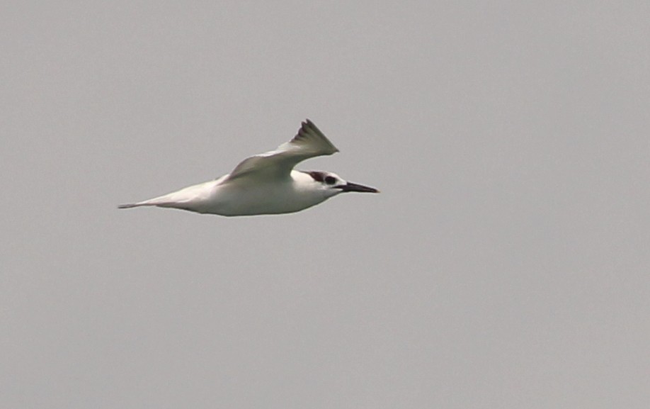 Sandwich Tern - ML26366451