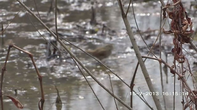 Swamp Sparrow - ML263665991