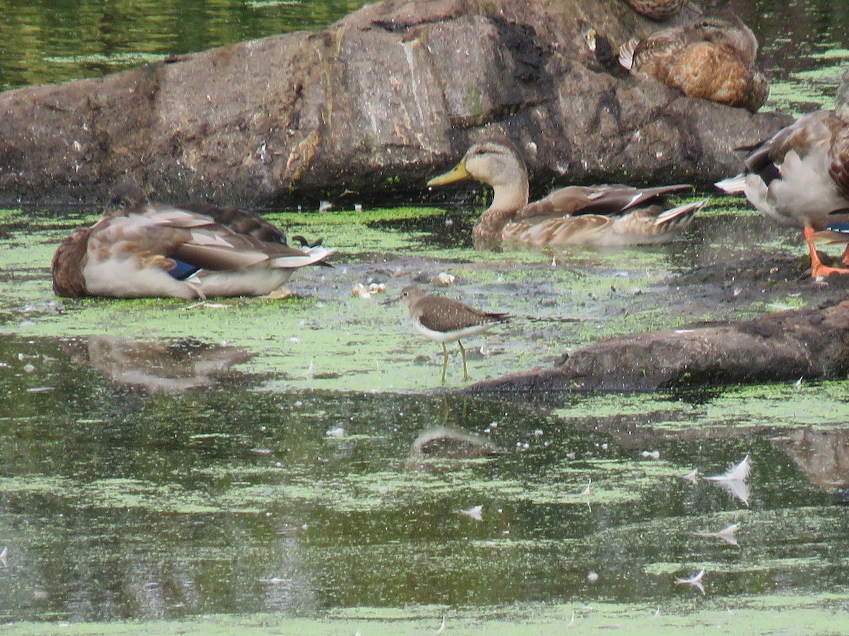 Solitary Sandpiper - ML263666181