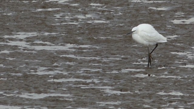 Little Egret - ML263666281