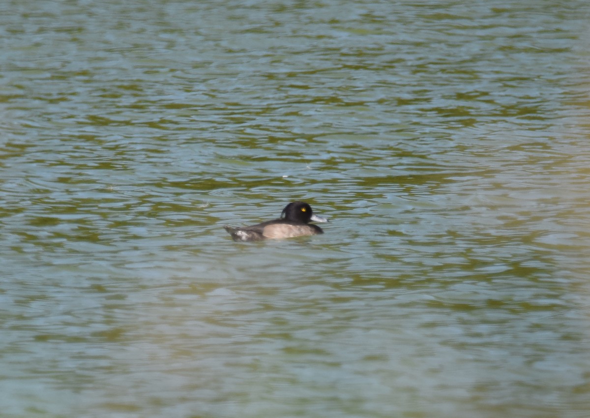 Tufted Duck - ML263667321