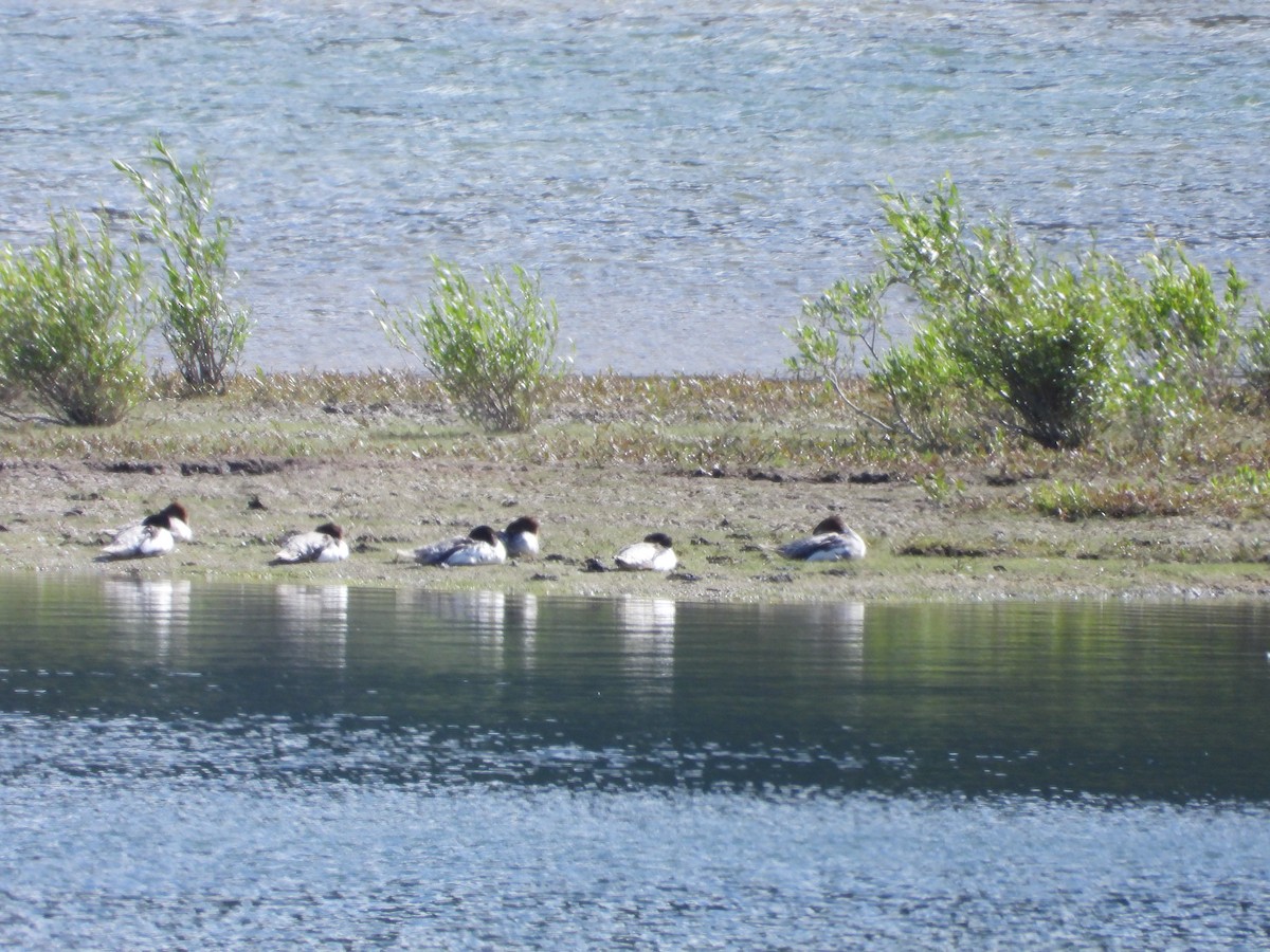 Common Merganser - Kristin Trouton