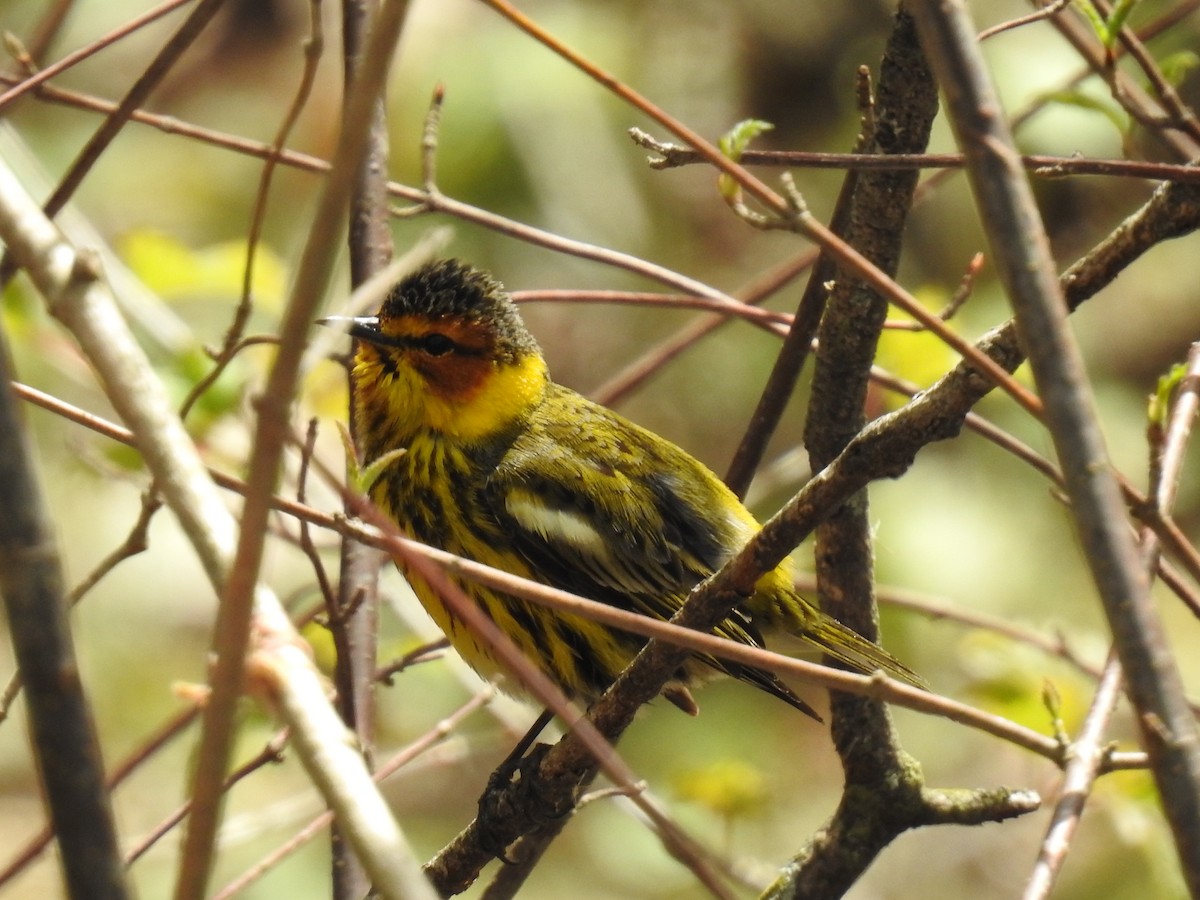 Cape May Warbler - ML263671431