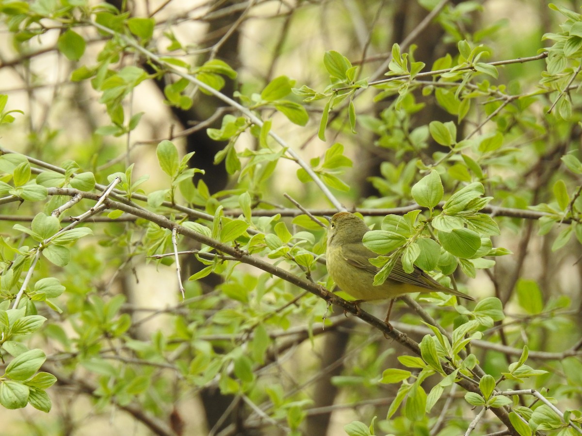 Orange-crowned Warbler - ML263671561