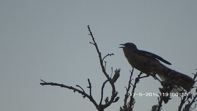 Northern Mockingbird - ML263671571