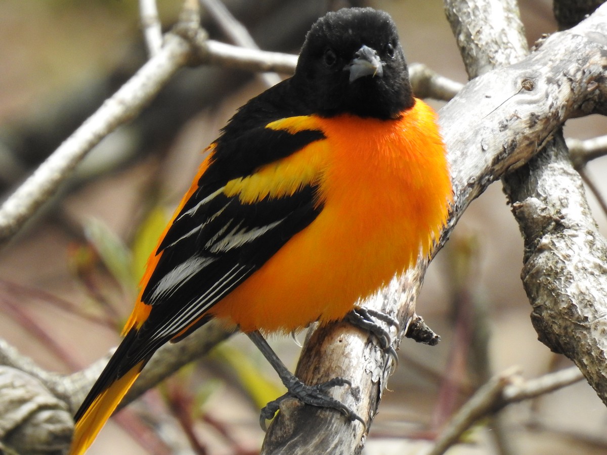 Baltimore Oriole - ML263671711