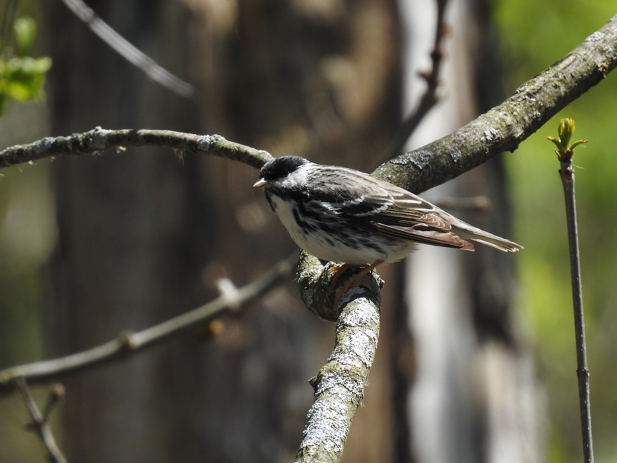 Blackpoll Warbler - ML263672371
