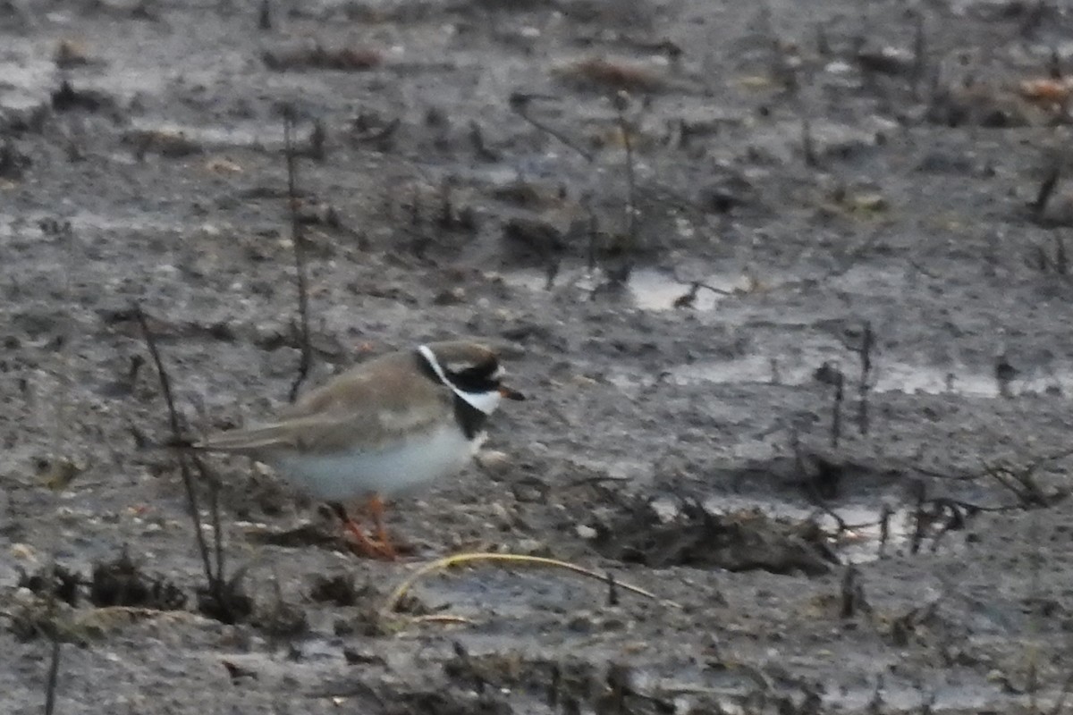 Common Ringed Plover - Pedro Moreira