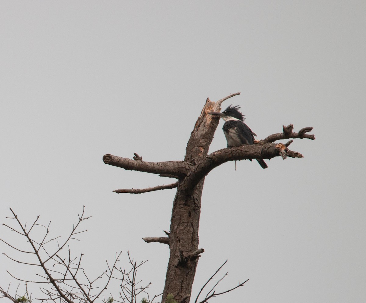 Belted Kingfisher - ML263673241