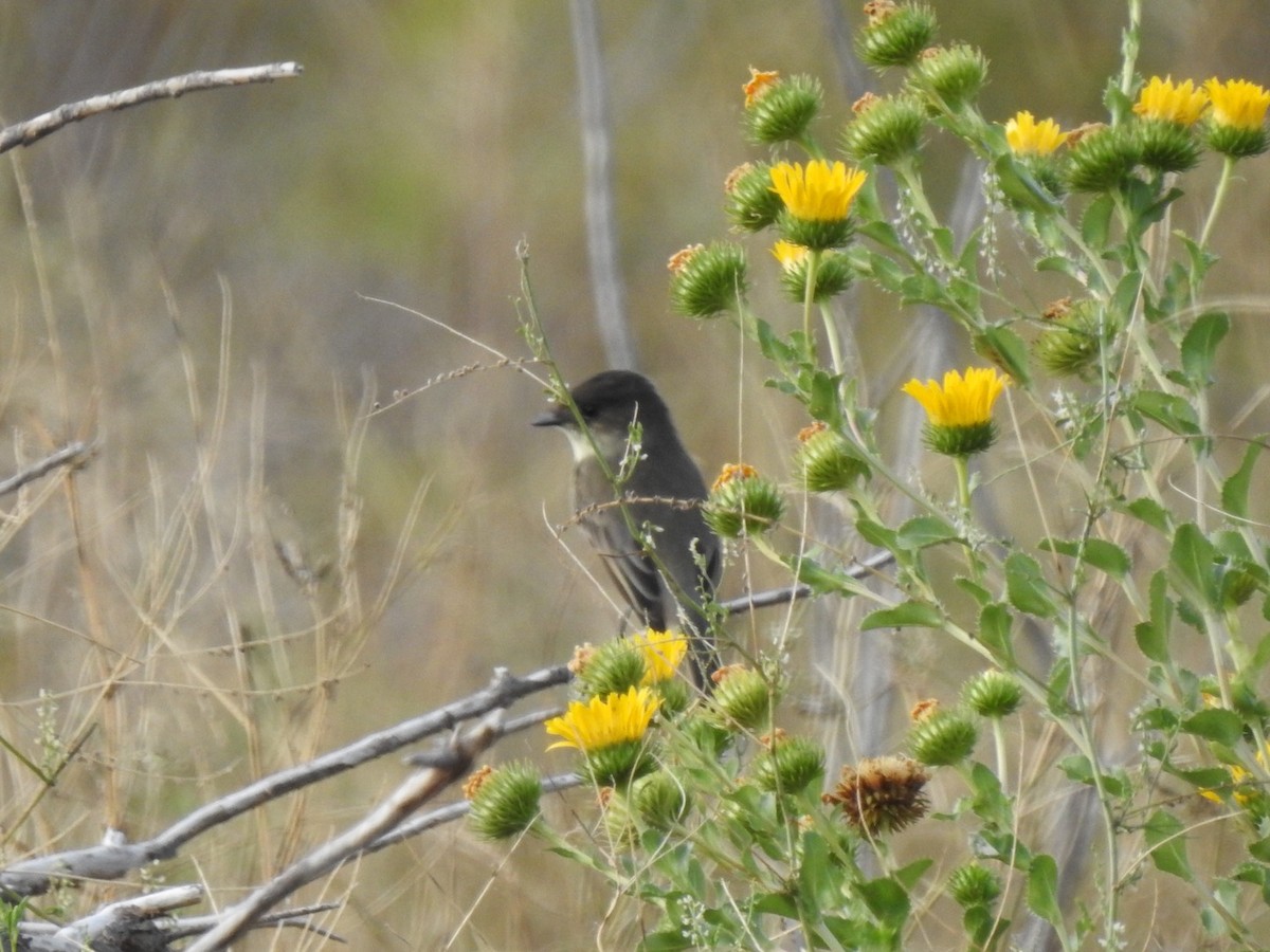 Eastern Phoebe - ML263673291