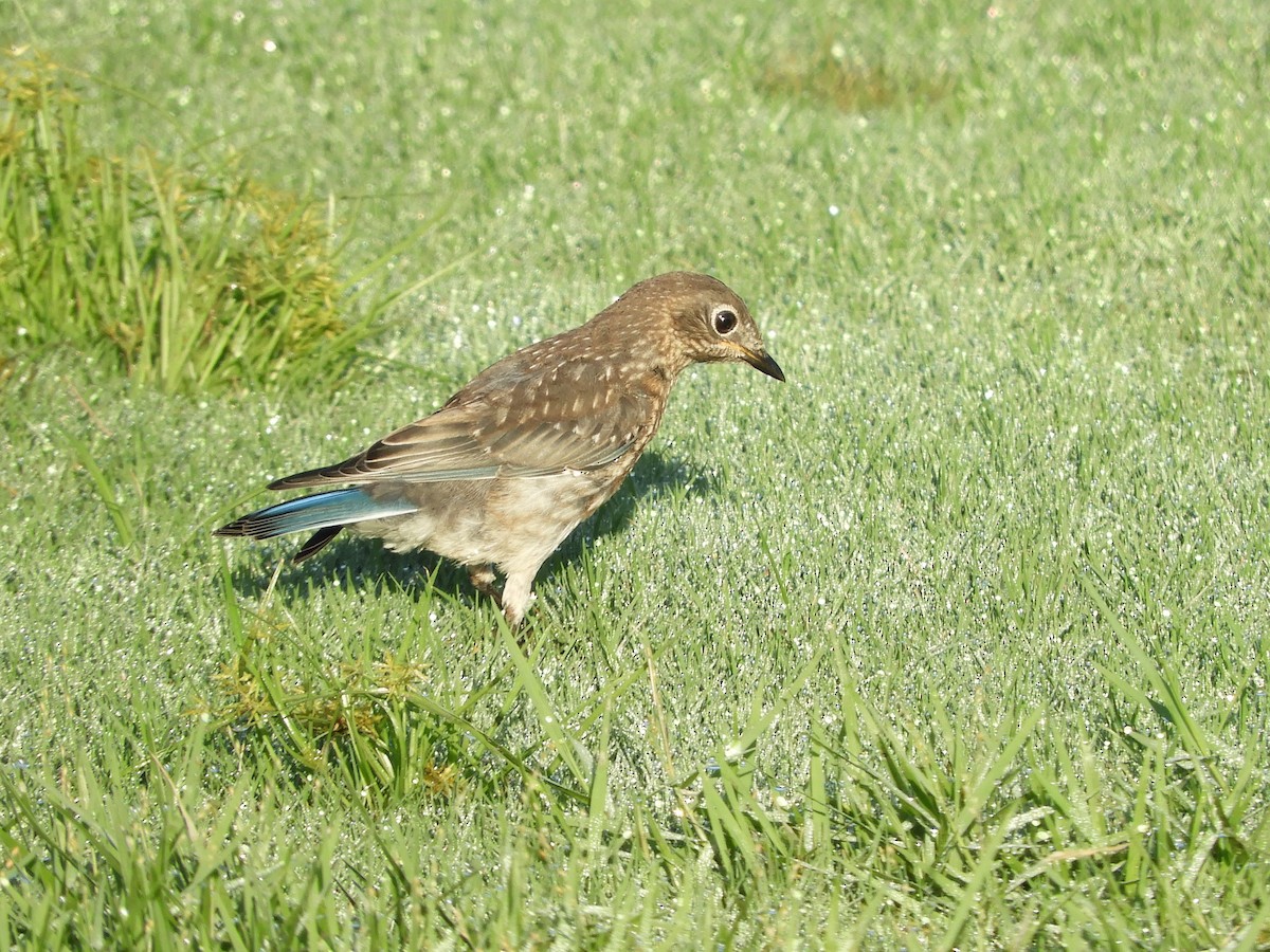 Eastern Bluebird - ML263674461