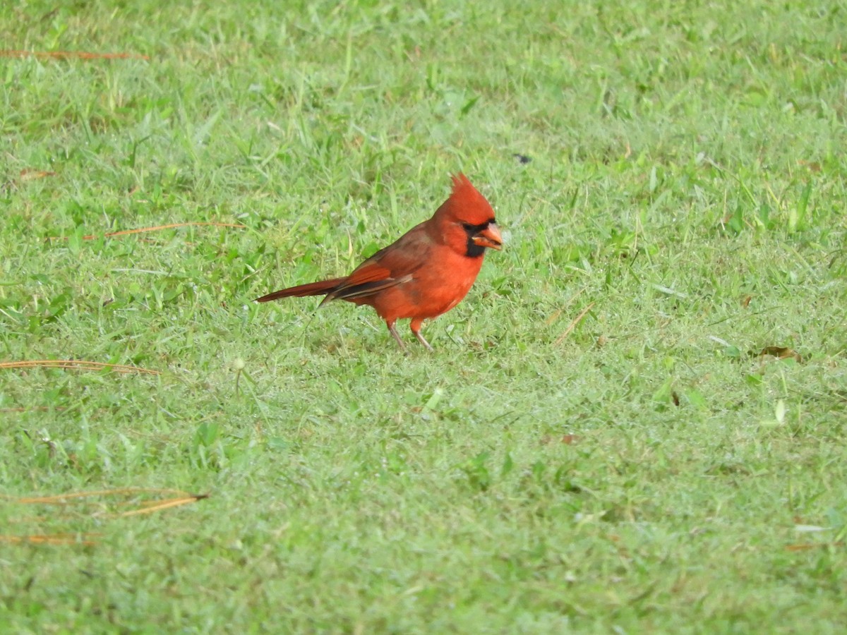 Cardinal rouge - ML263674711