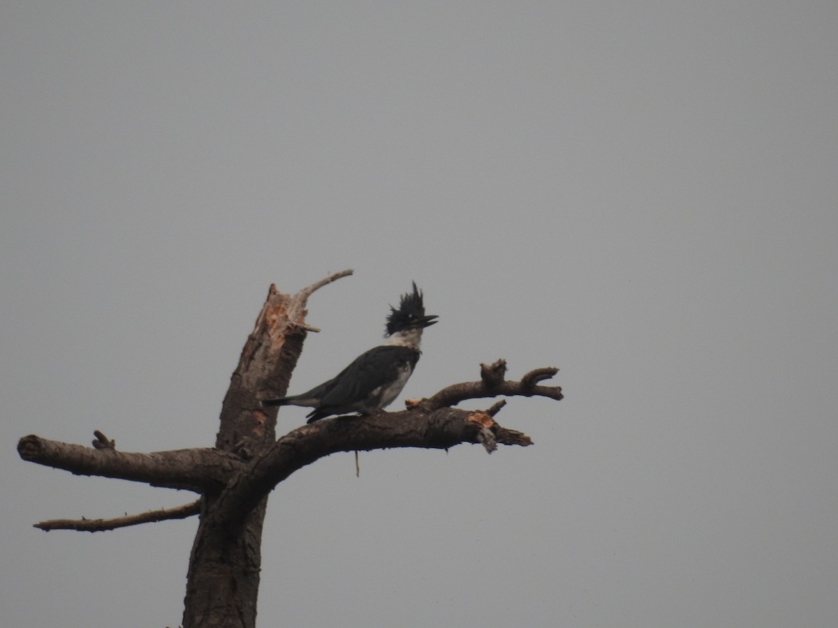 Belted Kingfisher - ML263674851