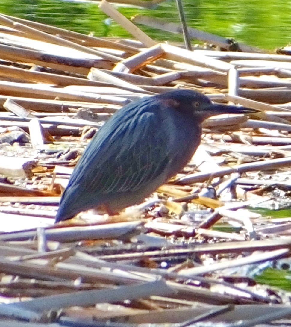 Green Heron - ML26367491