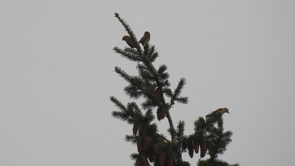 Red Crossbill - ML263675561