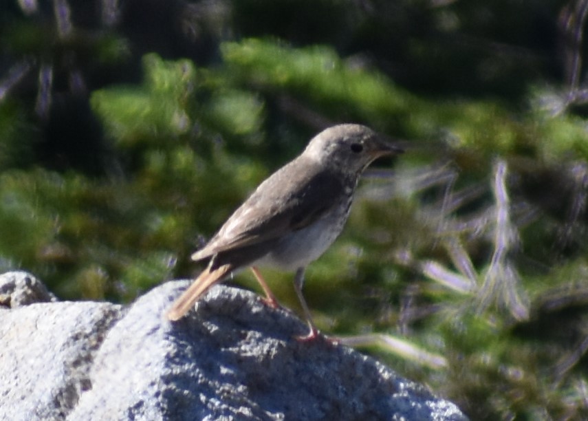 Hermit Thrush - Sydney Gerig