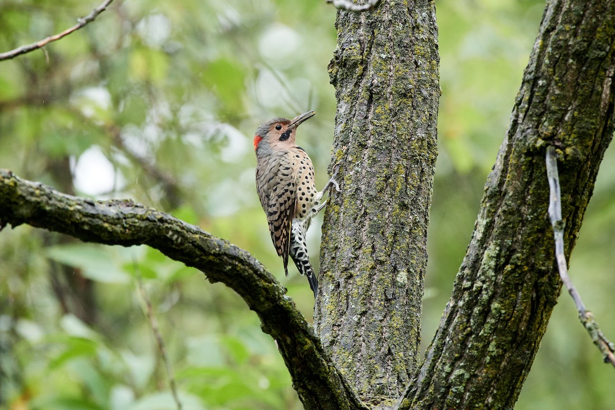 Northern Flicker - Charlie Shields