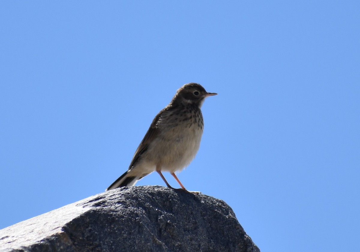 Pipit d'Amérique - ML263677071