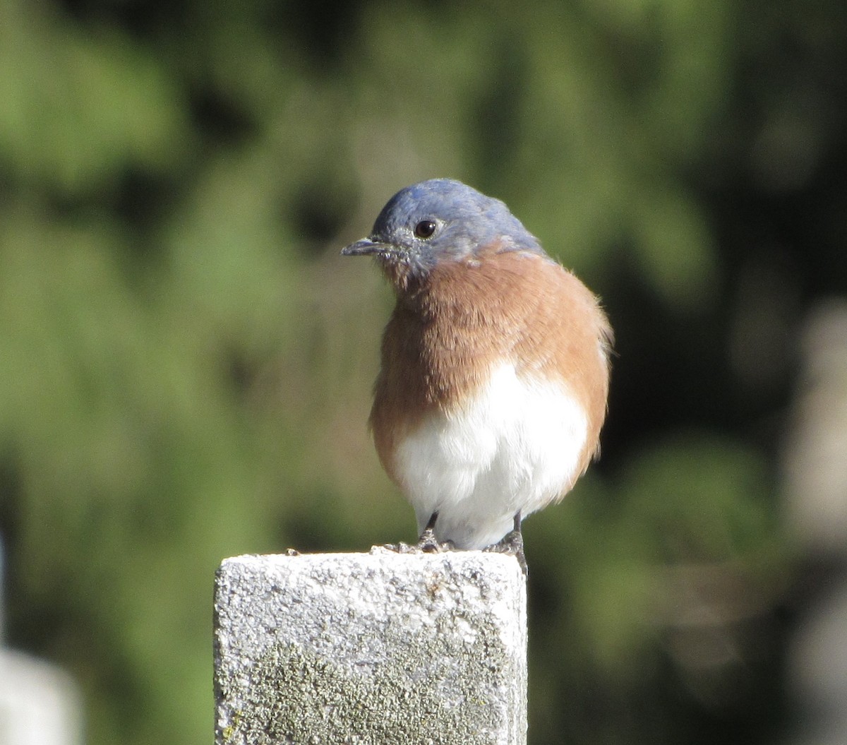 Eastern Bluebird - ML263677141