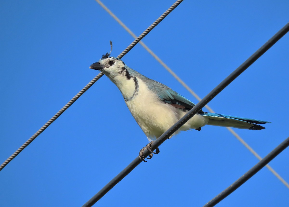 White-throated Magpie-Jay - ML263679131