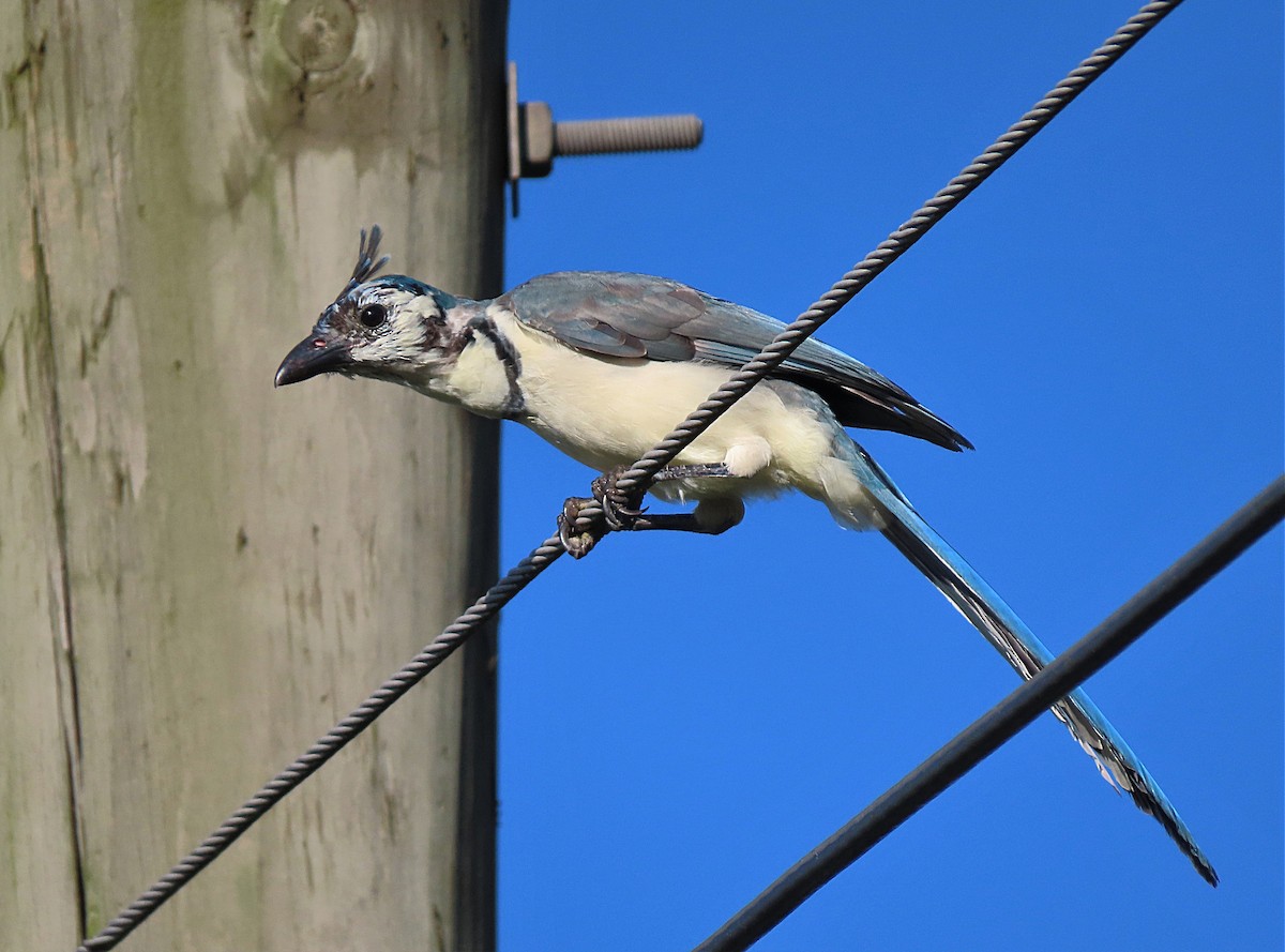 White-throated Magpie-Jay - ML263679151