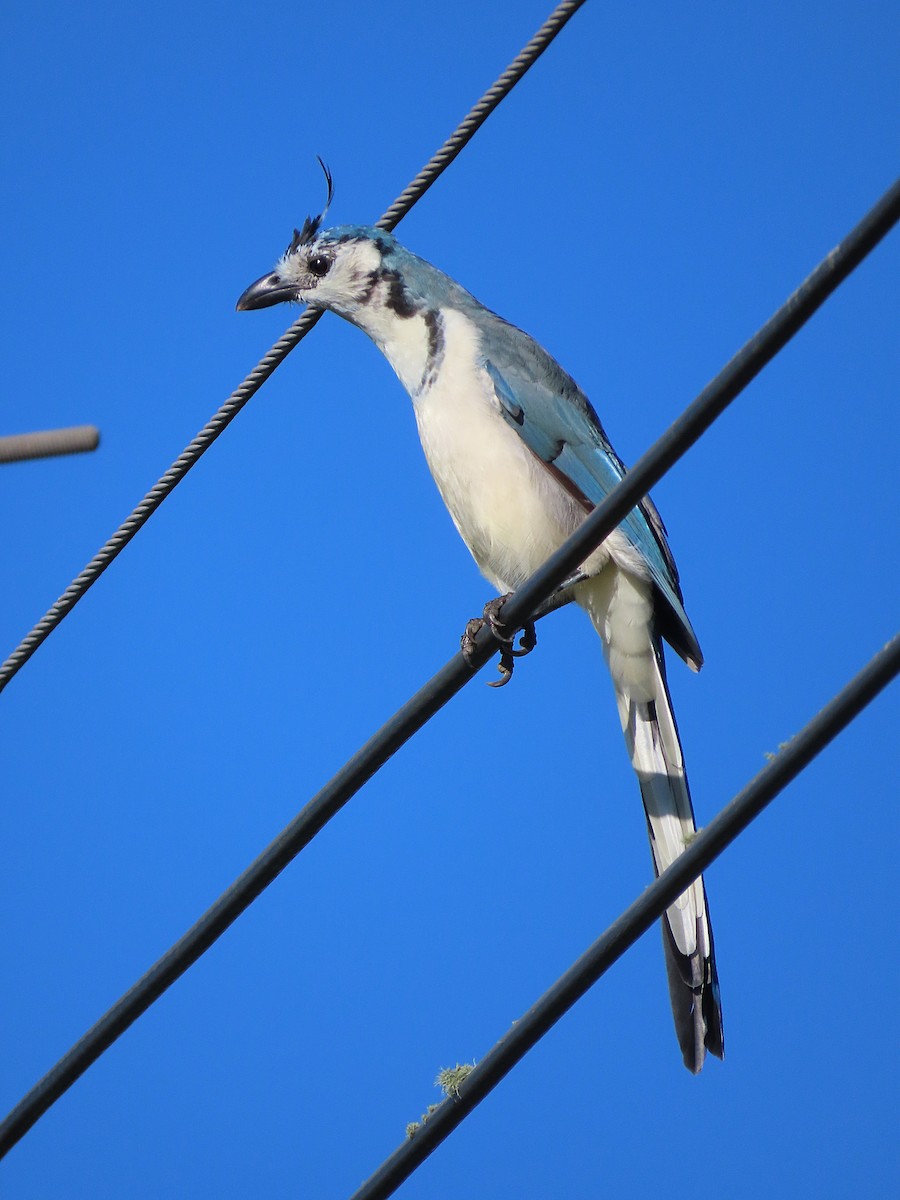 White-throated Magpie-Jay - ML263679201