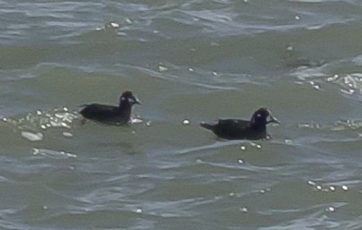 Harlequin Duck - Chantel Declerck