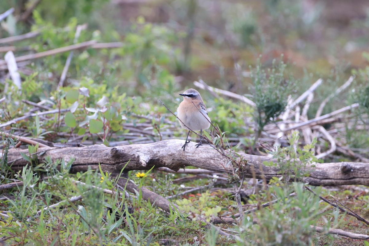 Northern Wheatear - Nathan Hall
