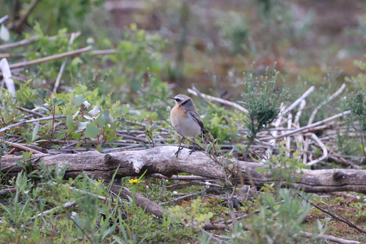 Northern Wheatear - Nathan Hall