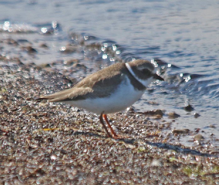 Semipalmated Plover - ML263683341