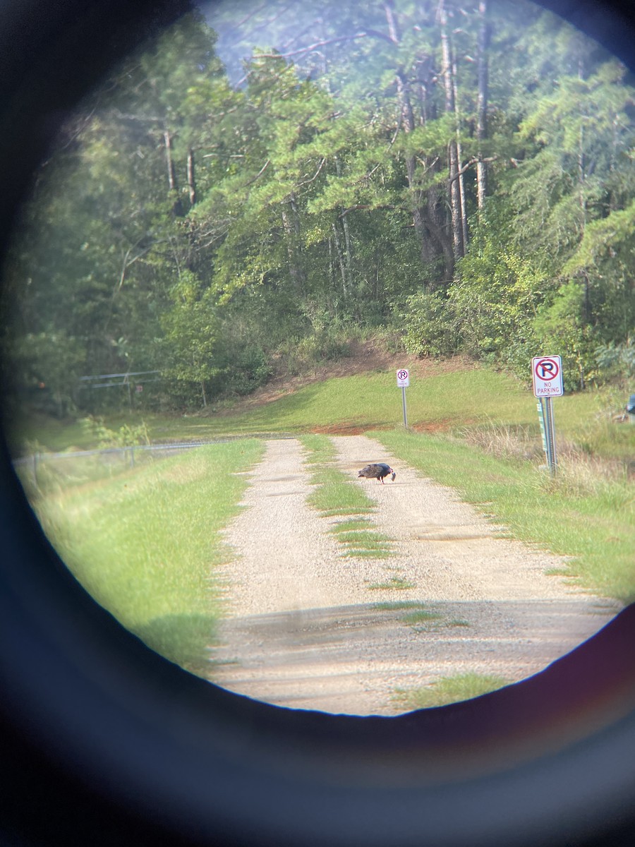 Turkey Vulture - Chris Buff