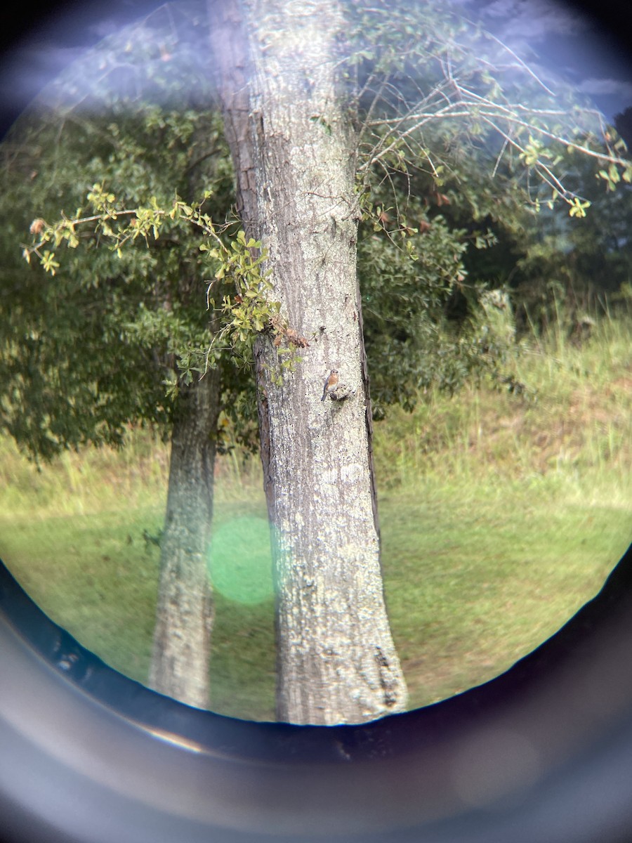 Eastern Bluebird - ML263684141