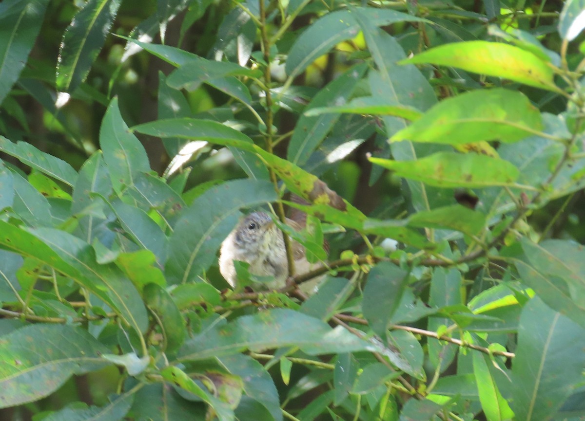 House Wren - ML263689401