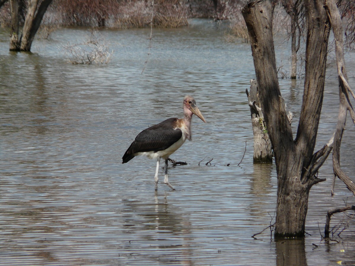 Marabou Stork - ML26369261