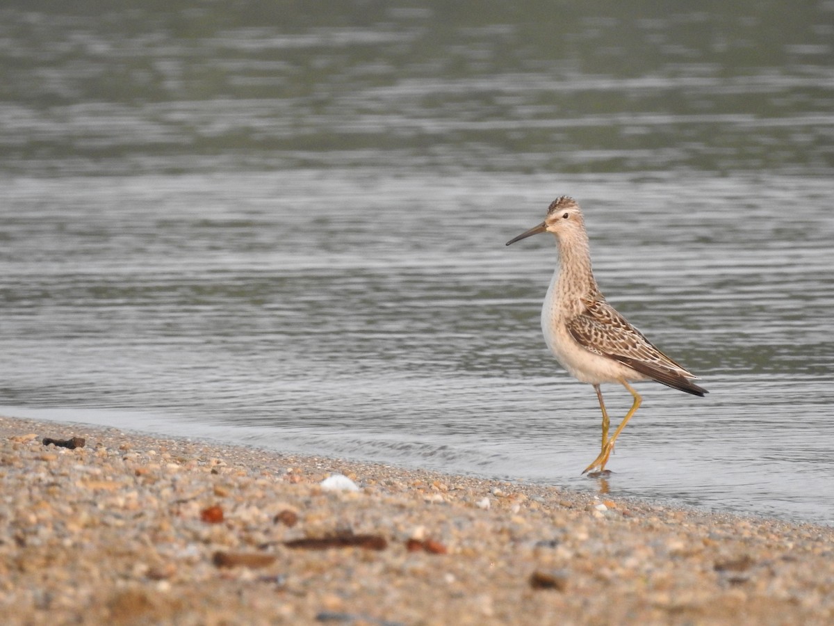 Bindenstrandläufer - ML263695441