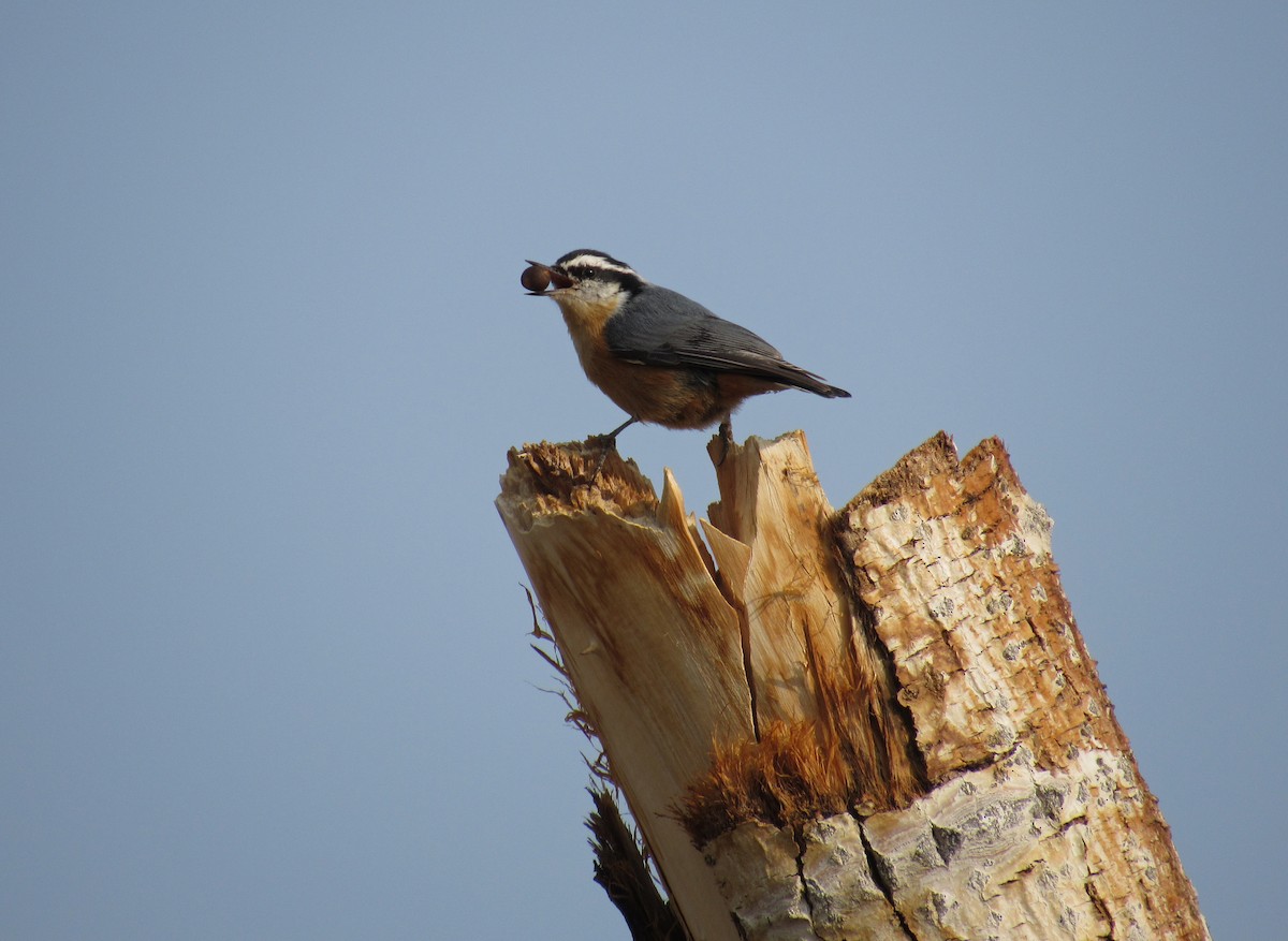 Red-breasted Nuthatch - ML263696721